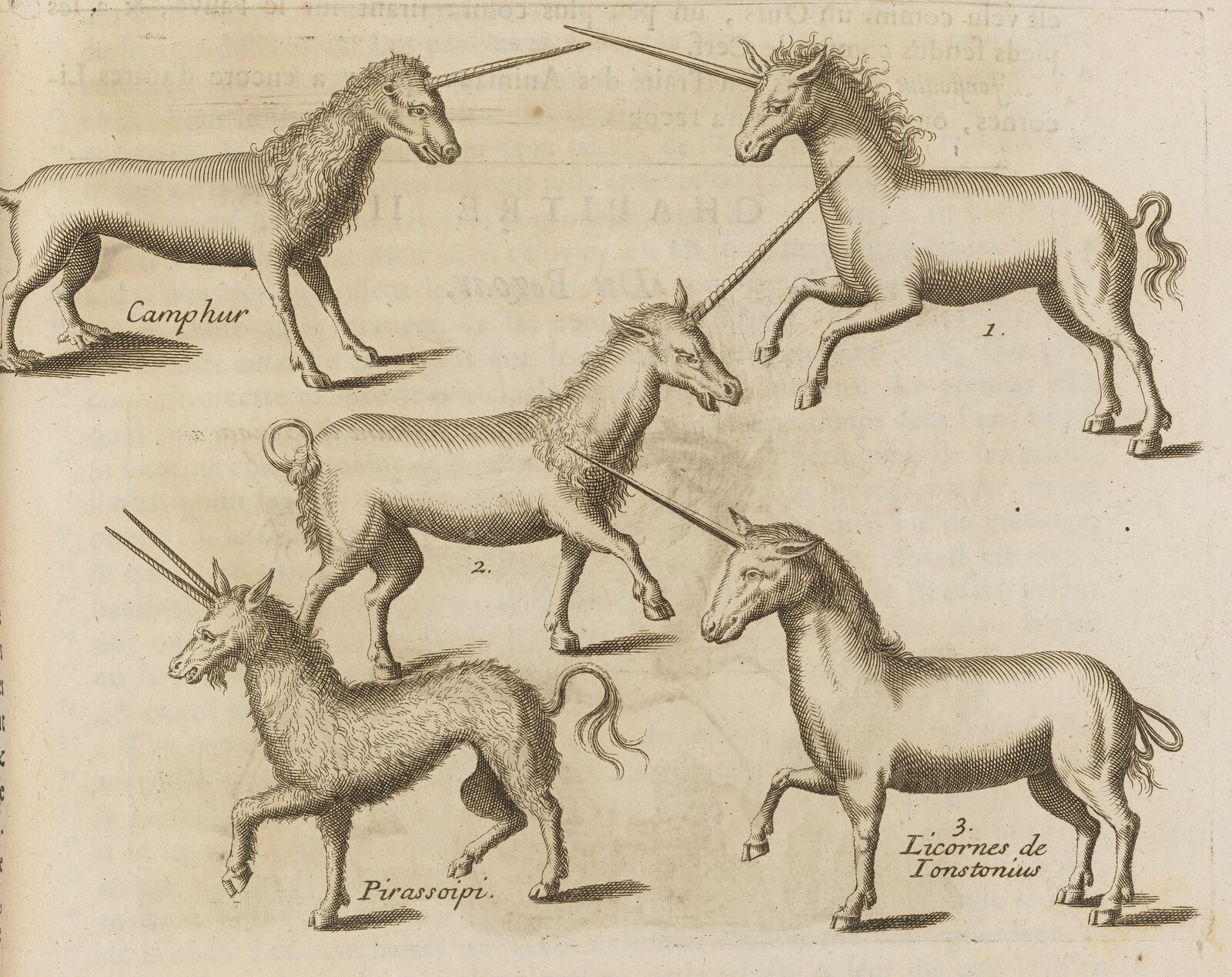 Will the real unicorn please stand up? Seventeenth-century scholars in Europe still debated the animal’s true appearance.