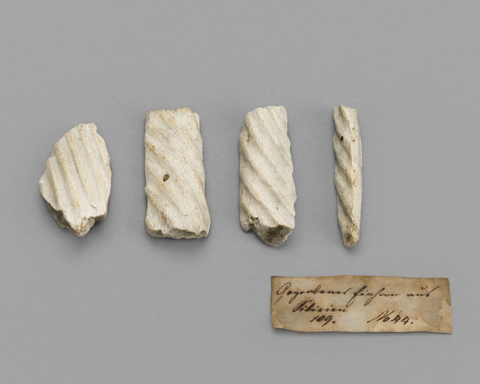 Fossil finds from Siberia: fragments from a princely collection in   Saxony show the typical spiral form.