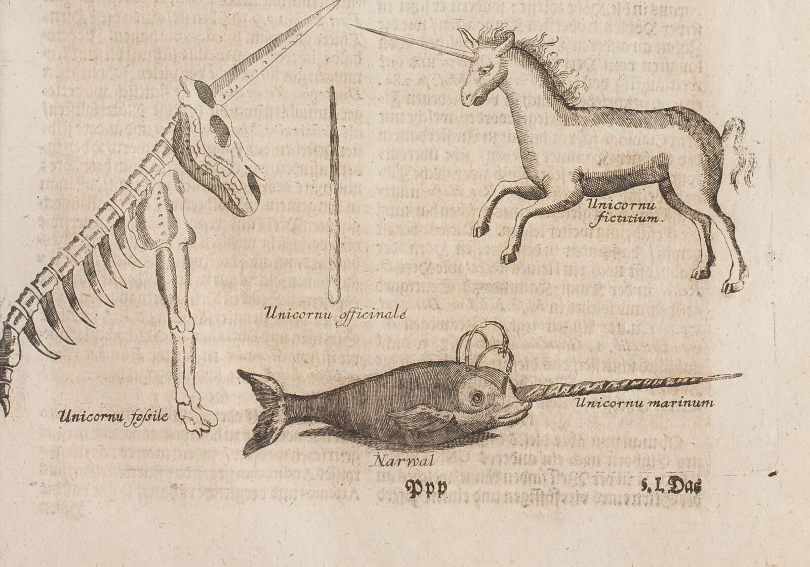 The state of the research in 1704: a medical professor describes the four-footed beast as  Unicornu ficitium , or “invented unicorn”.