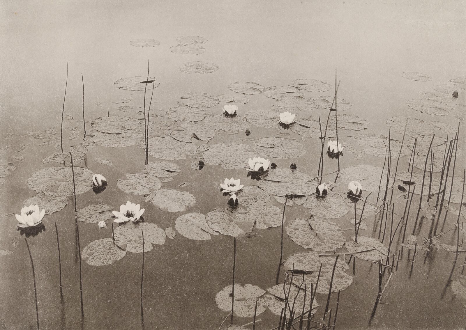  Auch Robert Collett, Leiter des Zoologischen Museums der Universität Oslo, unternahm&nbsp;ausgedehnte&nbsp;Photo-Exkursionen.&nbsp; 
