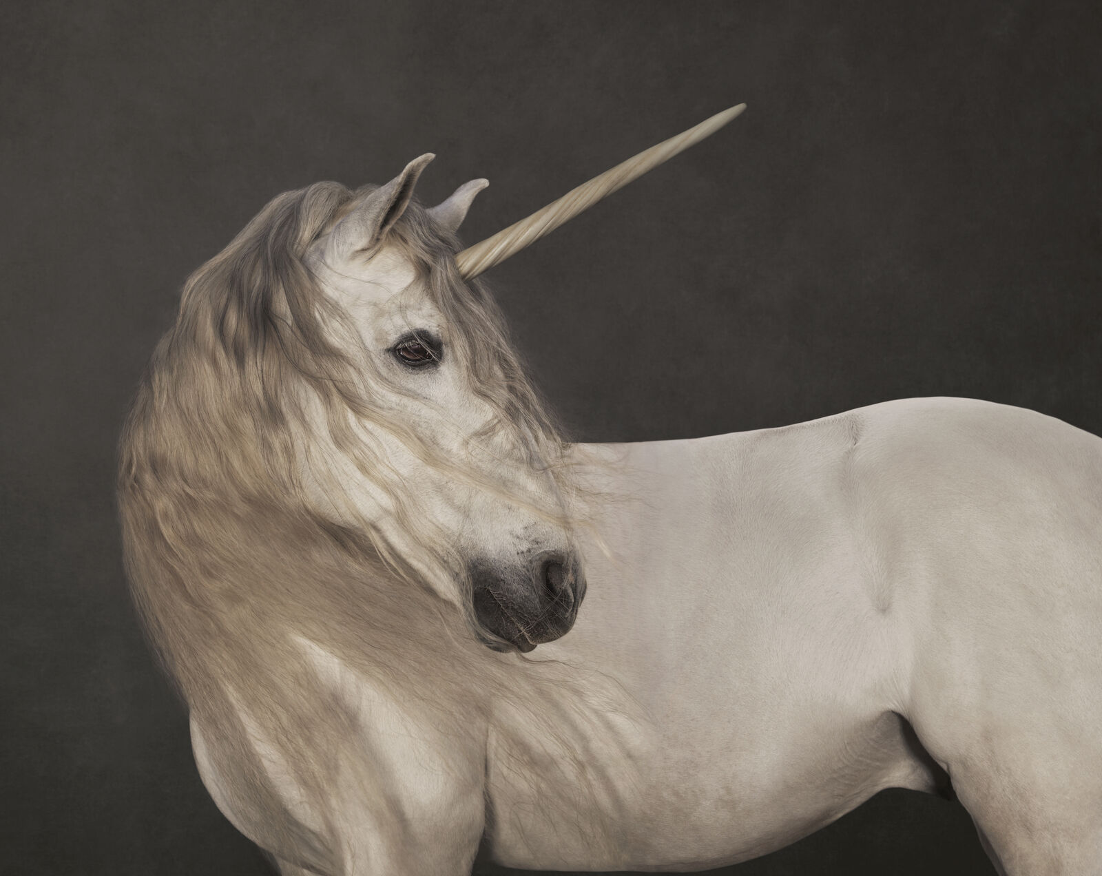 Marie Cécile Thijs: Einhorn, um 2015